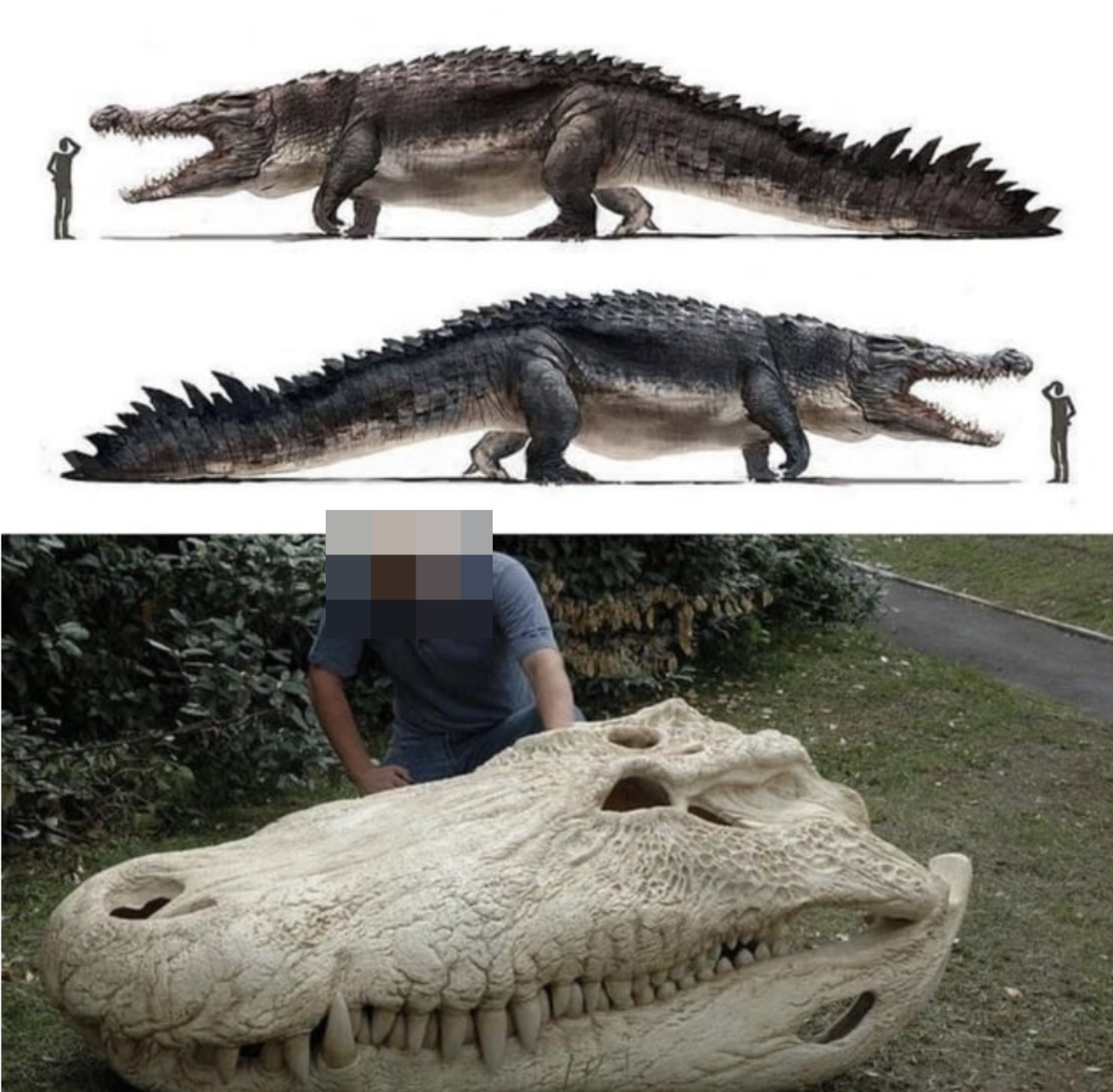 large skull and graphic showing how large the crocodile would&#x27;ve been