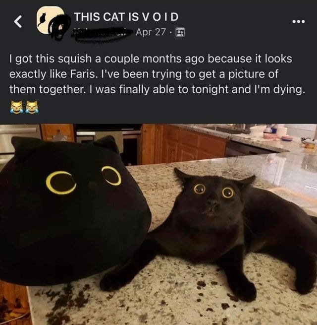 Black cat on a counter right next to a squishy cat that looks very similar to it