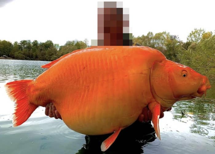 large goldfish the size of the person holding it up