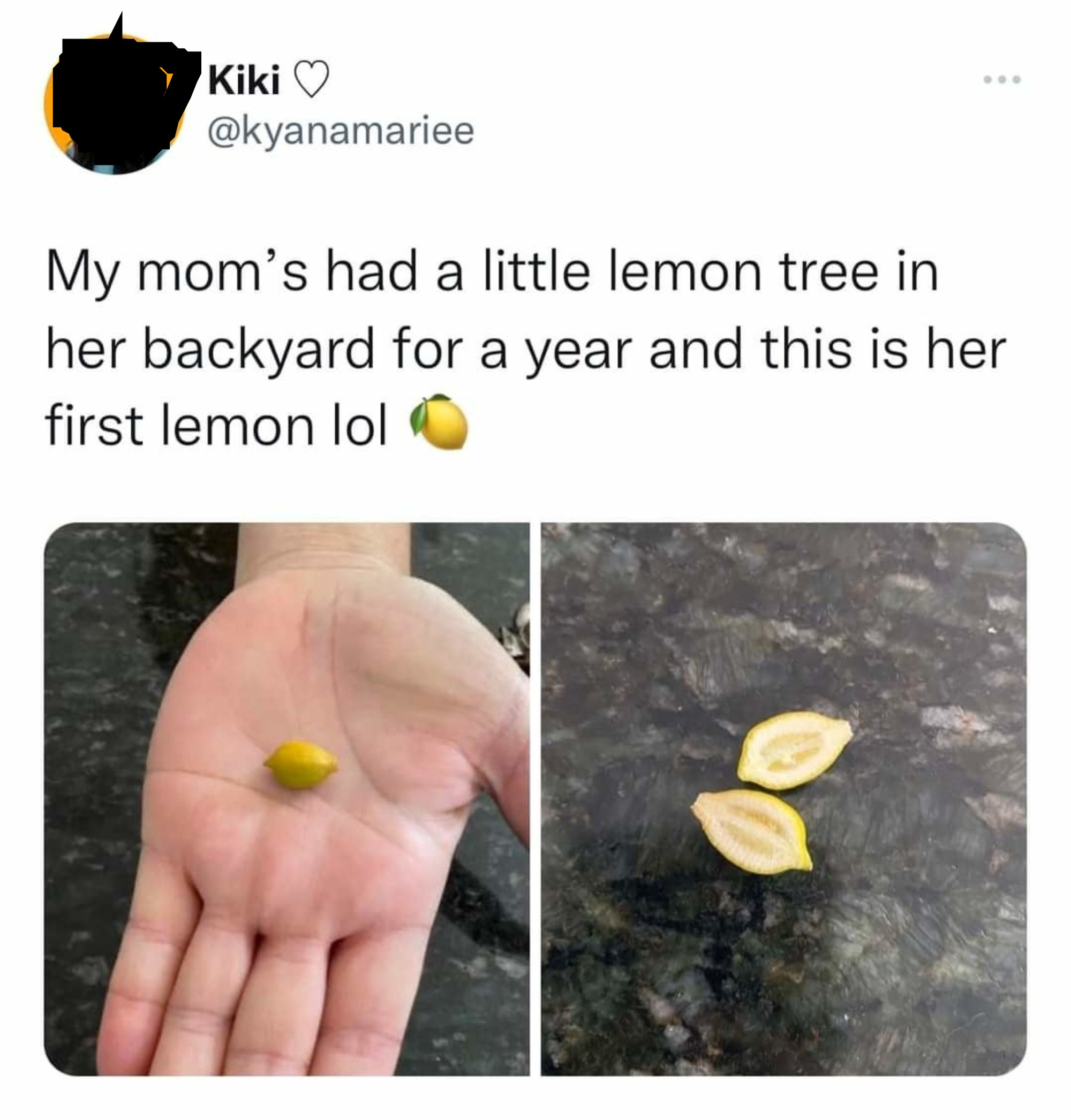 a very tiny lemon the poster&#x27;s mother grew