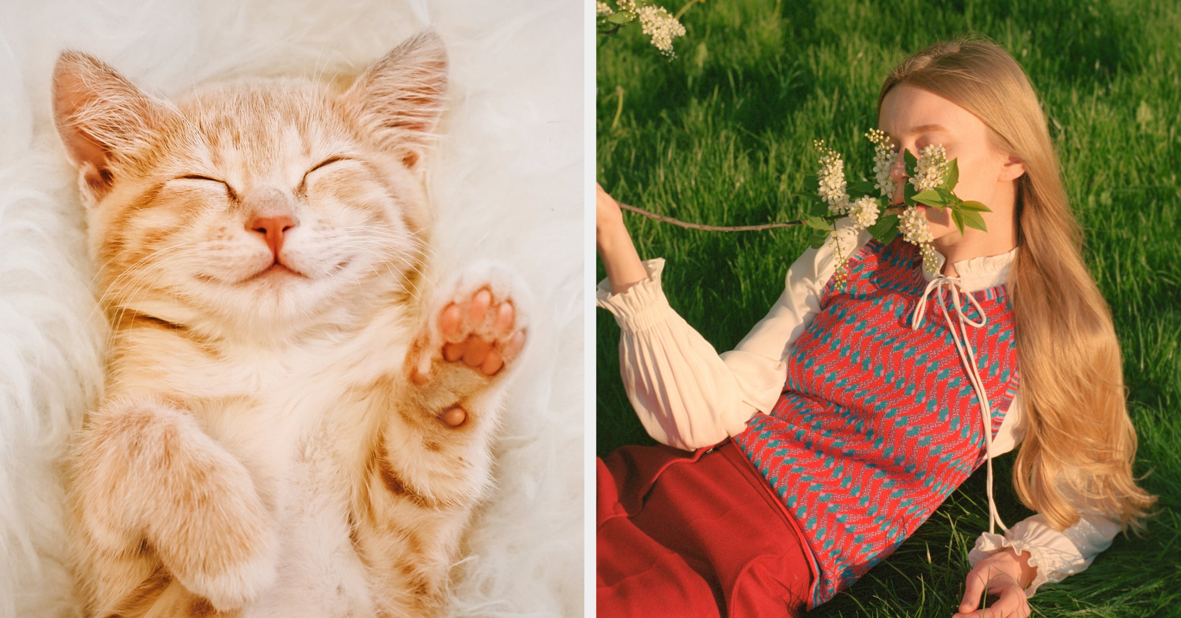 This Aesthetic Image Quiz Will Reveal What Kind Of Cat You Are