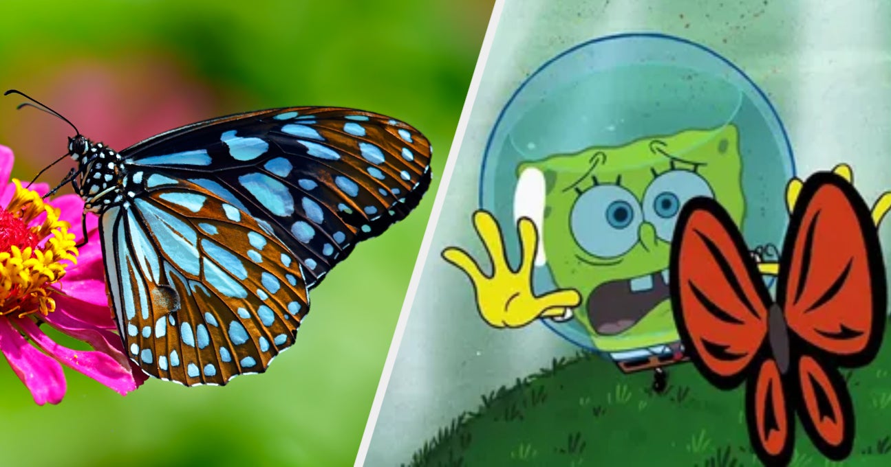 What Kind Of Butterfly Are You?