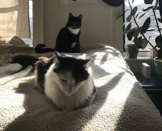 the author&#x27;s two exceptionally handsome cats
