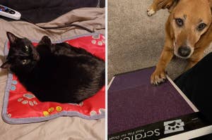 Review photos of cat enjoying the heated pet bed and dog enjoying the scratch pad