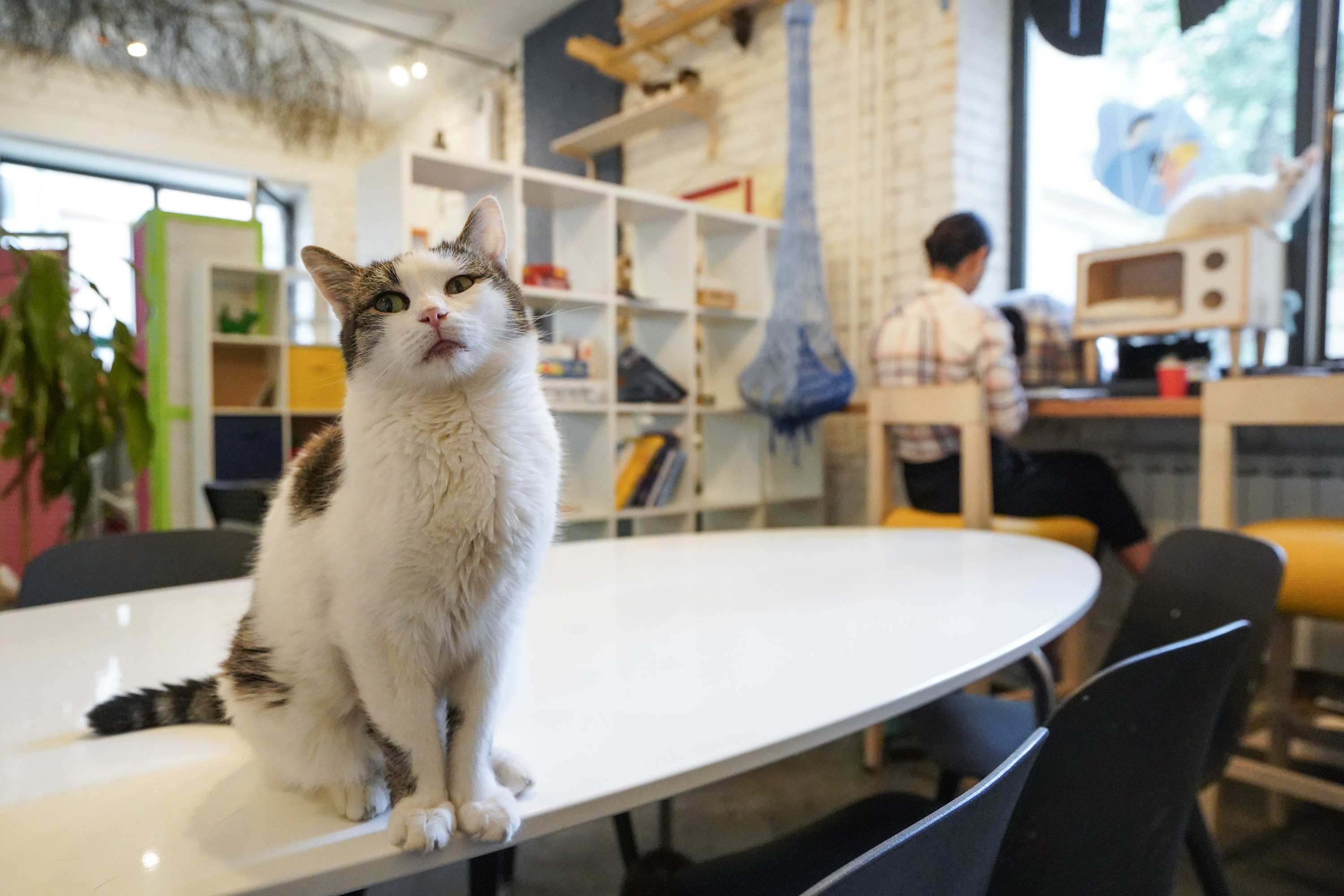 cat hanging out in a cat cafe