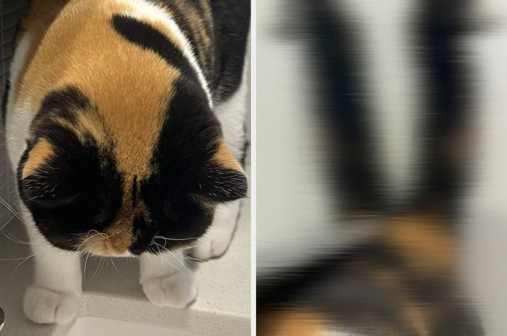 しっぽが2本!?リアル猫又になってしまったネコちゃんが話題に