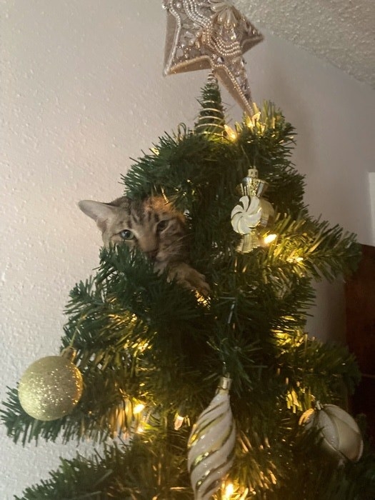 the pet cat crawling in the tree