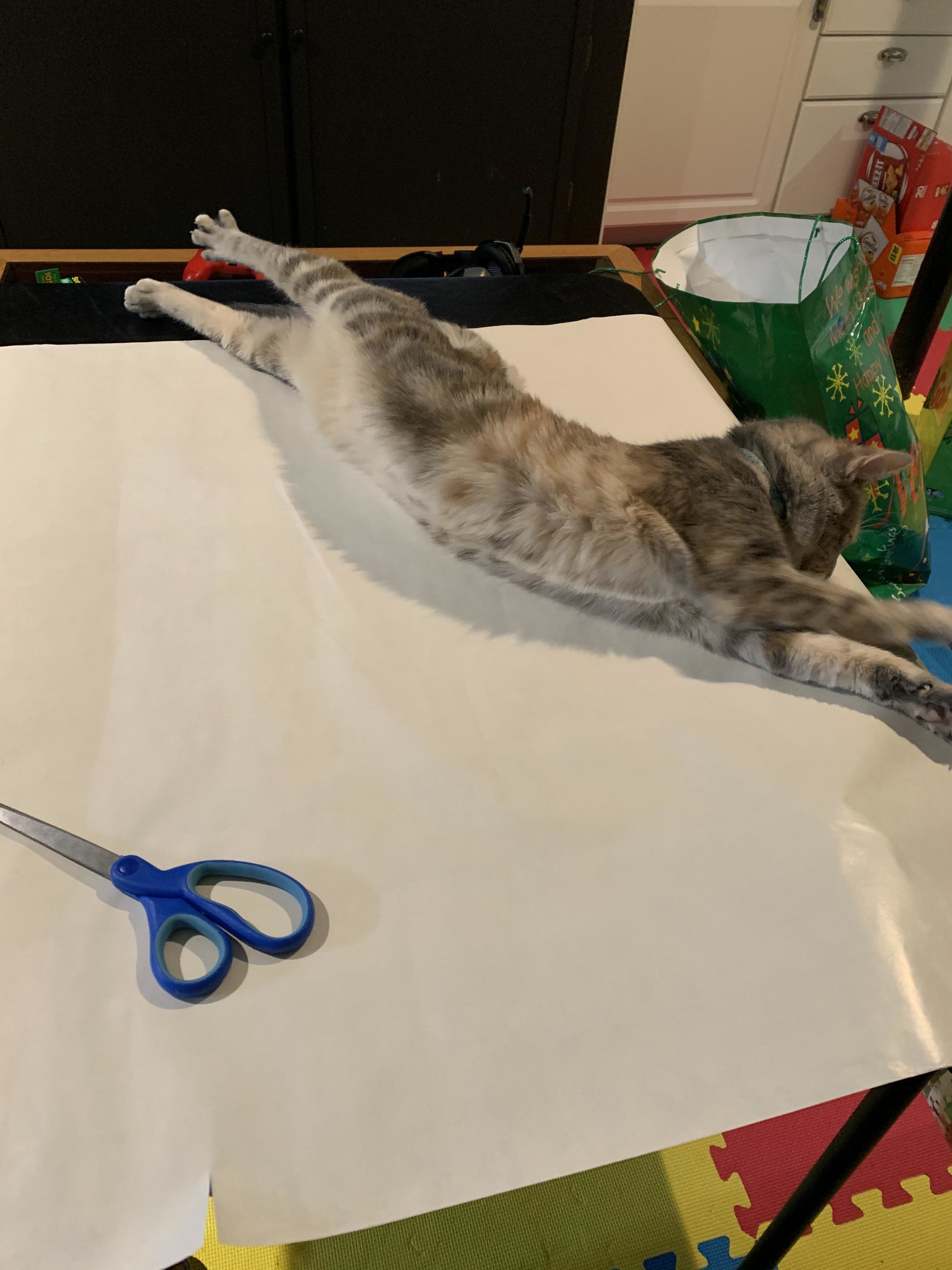 a cat stretching