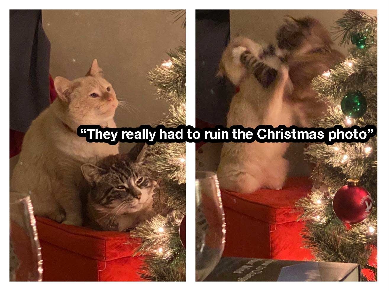 two cats posed for a photo and fighting in the next shot with the words &quot;They really and to ruin the Christmas photo&quot;