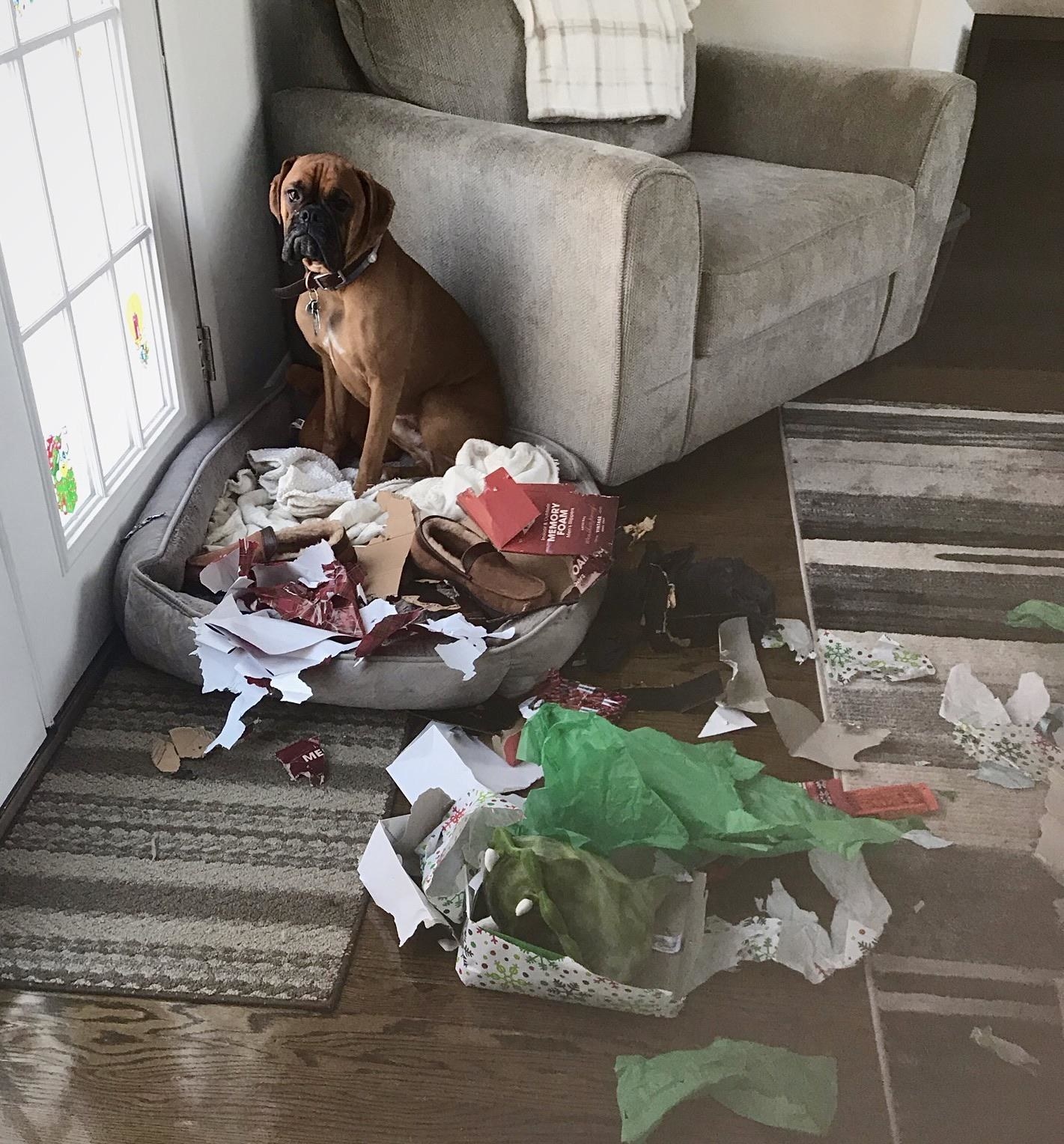 a dog standing by ripped up paper
