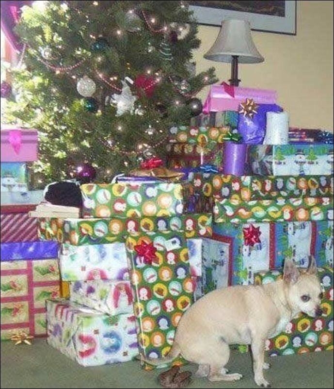 a dog pooping by a sea of presents under a Christmas tree
