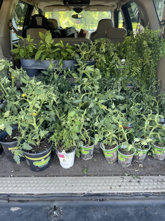 Many plants in the back of a car