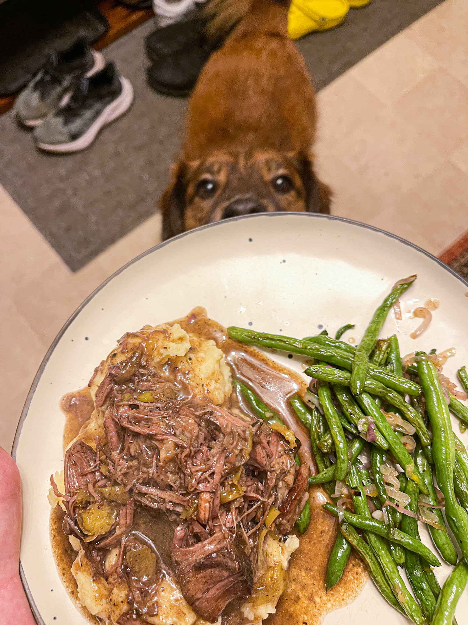 shredded meat on top of potatoes with green beans and dog looking at the food
