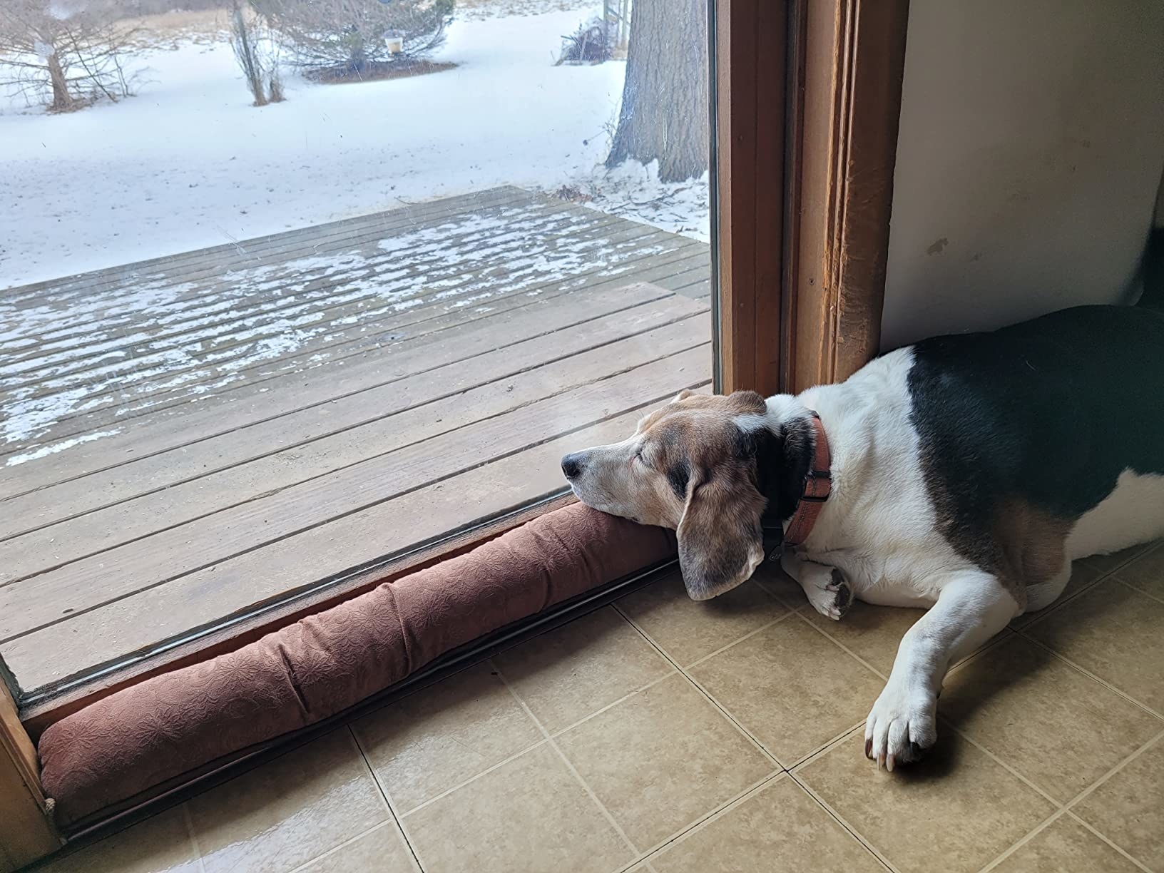 Reviewer&#x27;s dog resting on door snake blocking draft by sliding glass patio door