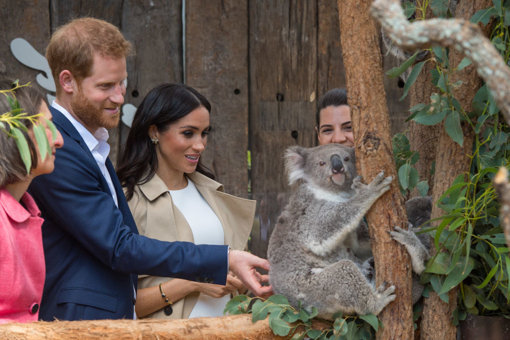 Harry and Meghan with a koala bear