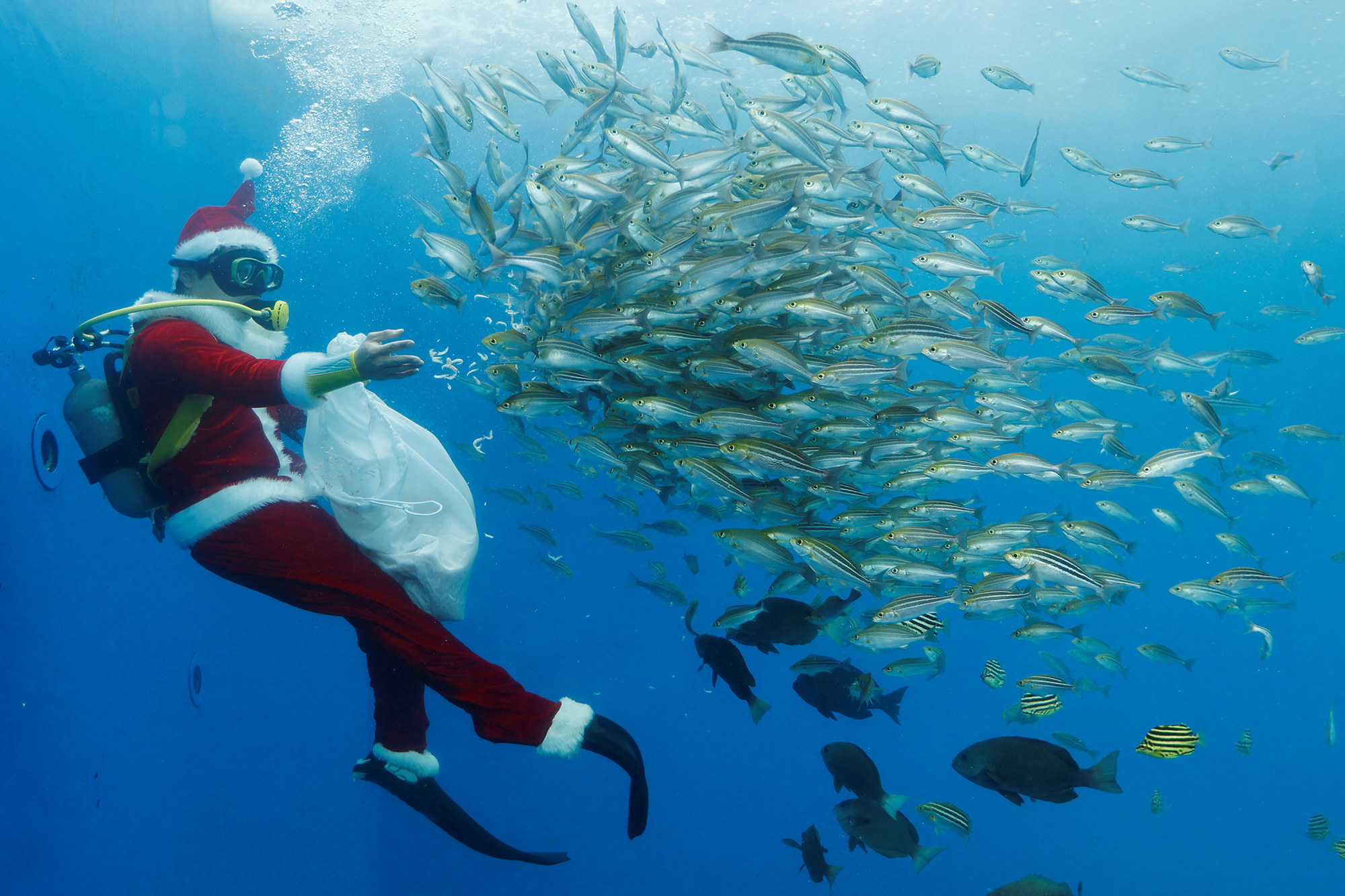 a scuba diver in a santa costume feeds a school of fish underwater