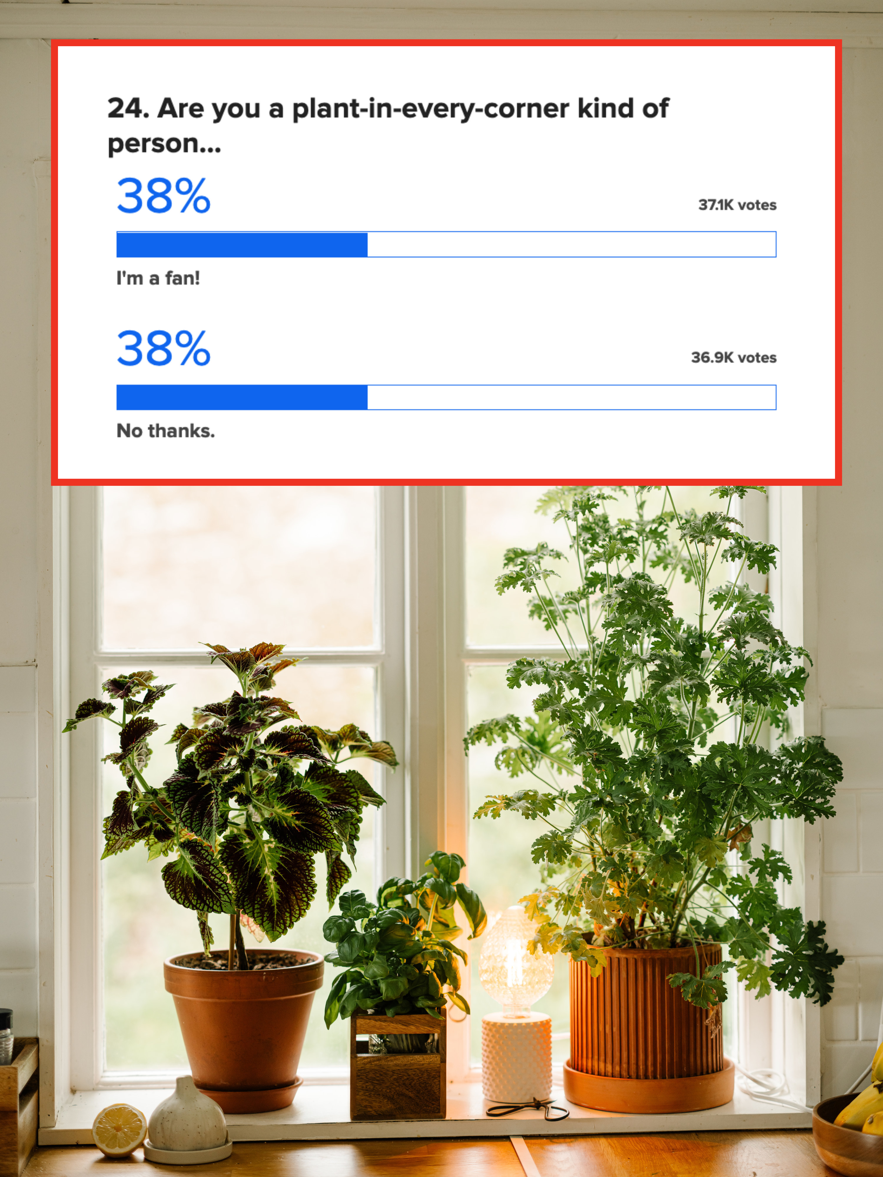 38%的人喜欢室内植物,同样比例的人不喜欢他们