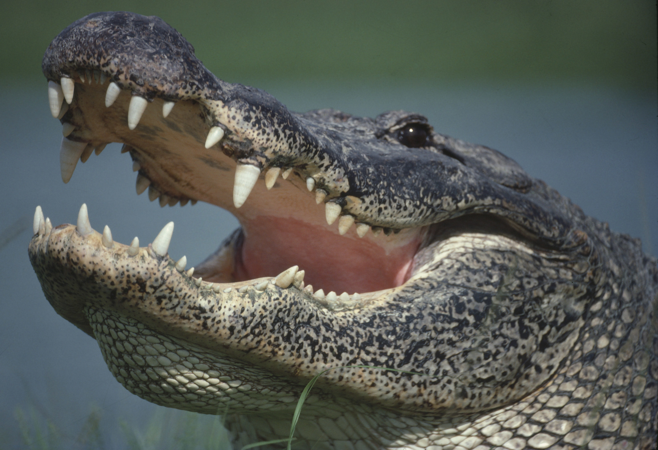 Closeup of an alligator