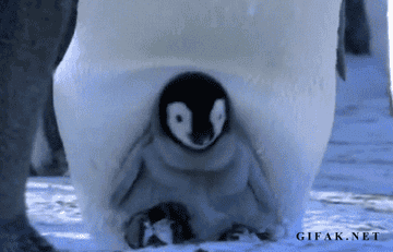A baby penguin being carried by its parent