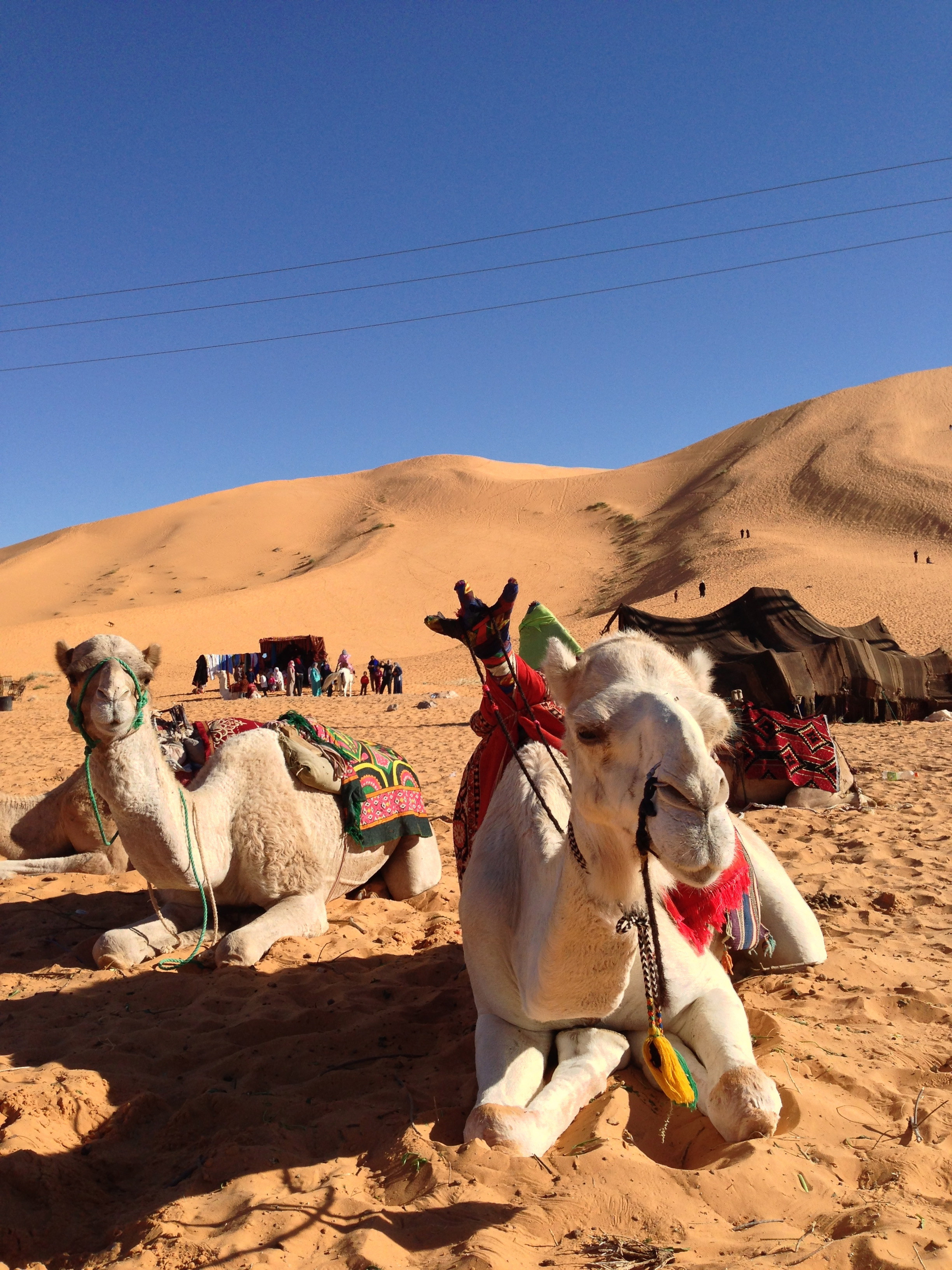 Camels in sand dunes in Algerian Sahara