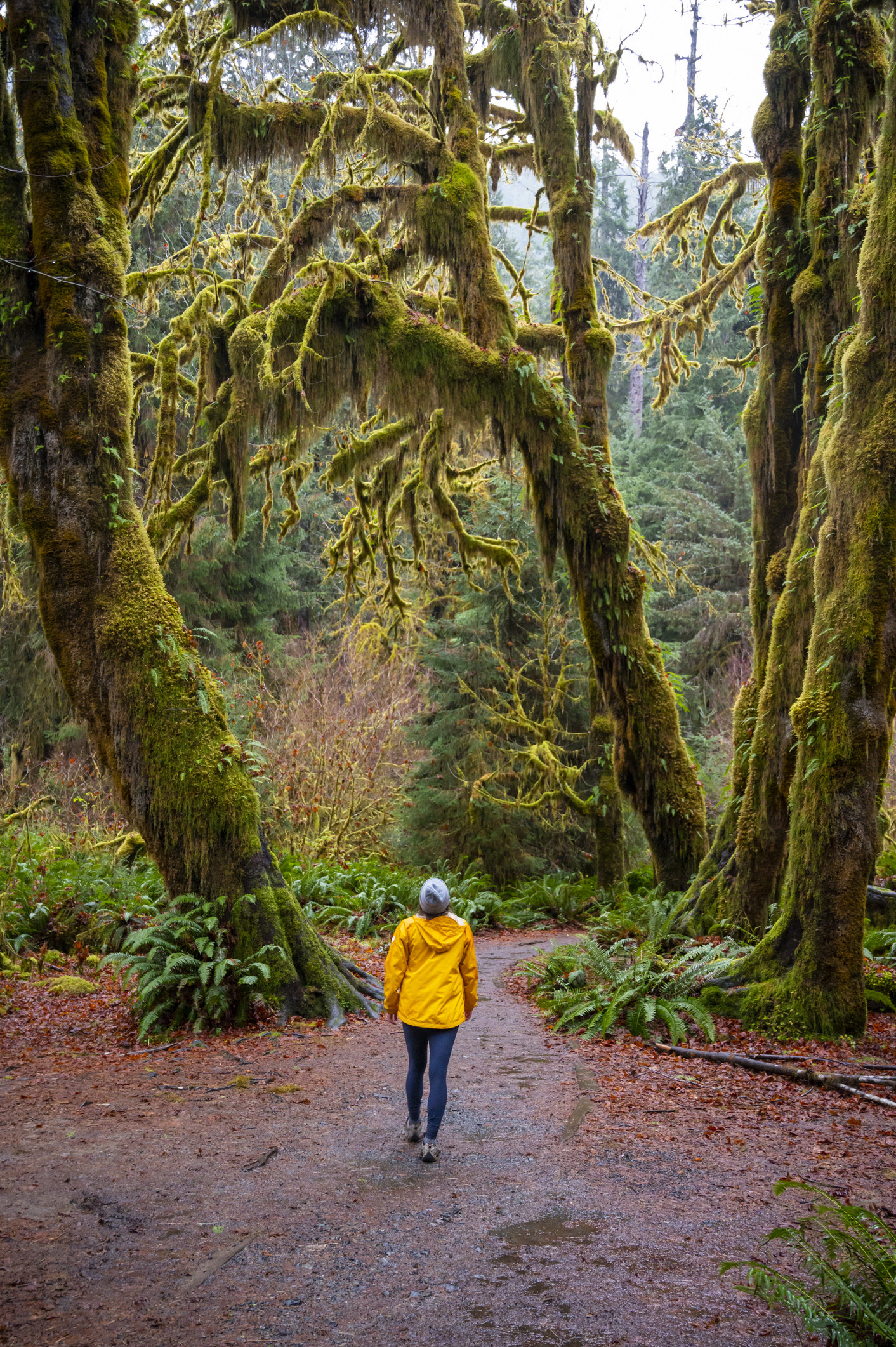 A person in yellow rain jacket walking in the Hoh Rainforest