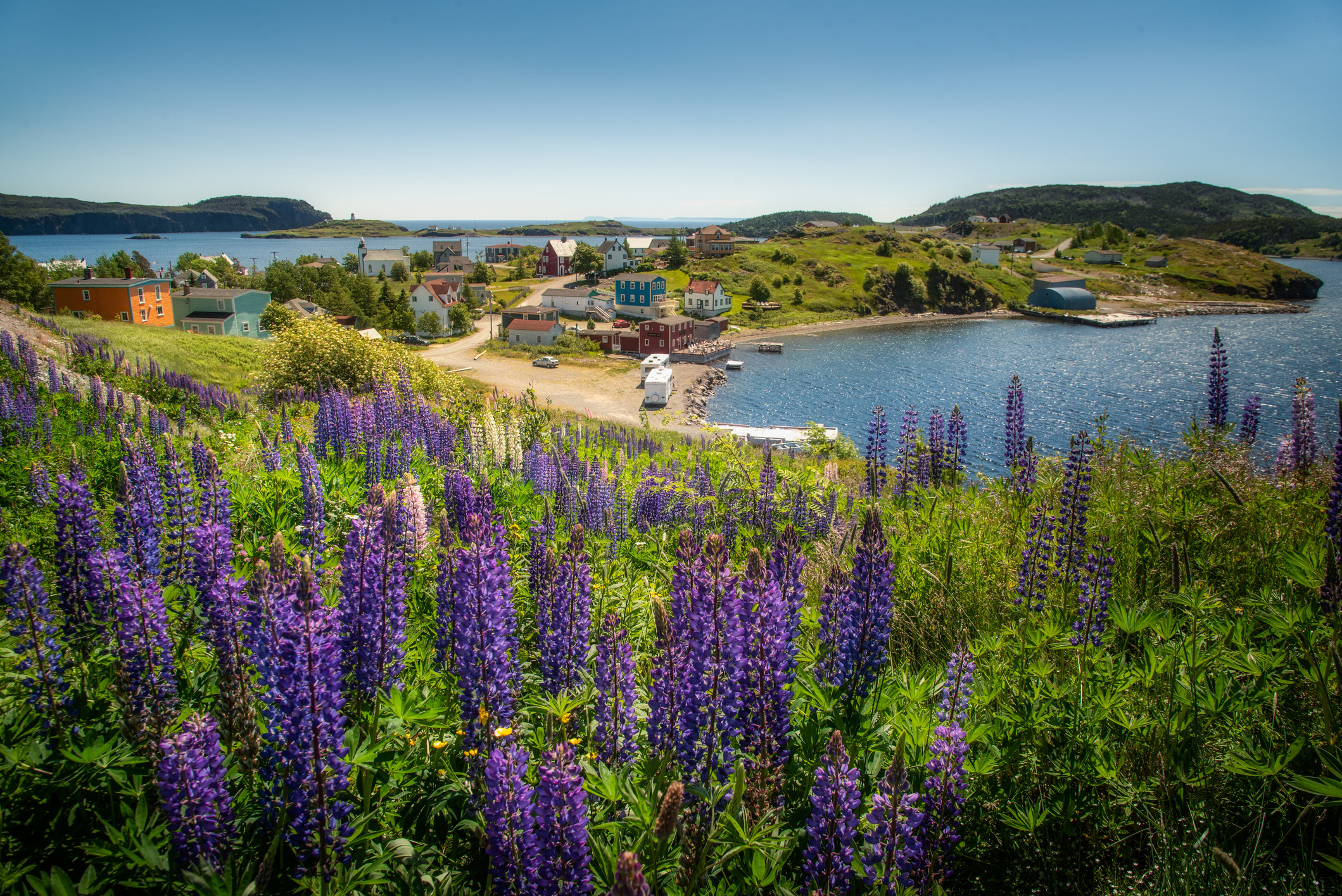 Wildflowers by a bay in Newfoundland