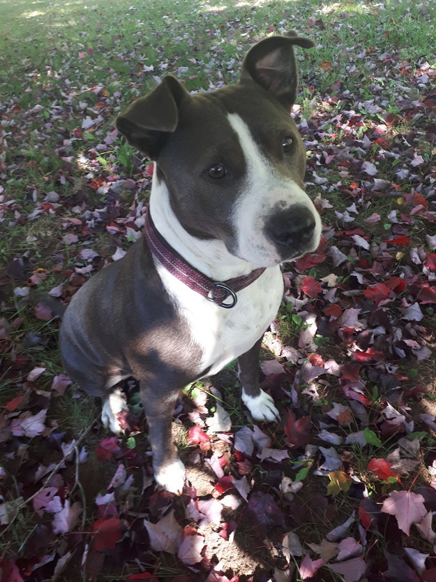 pit bull in the leaves