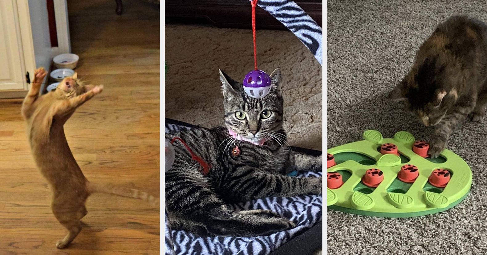 6 types of toys that prevent your cat from getting bored - Catit