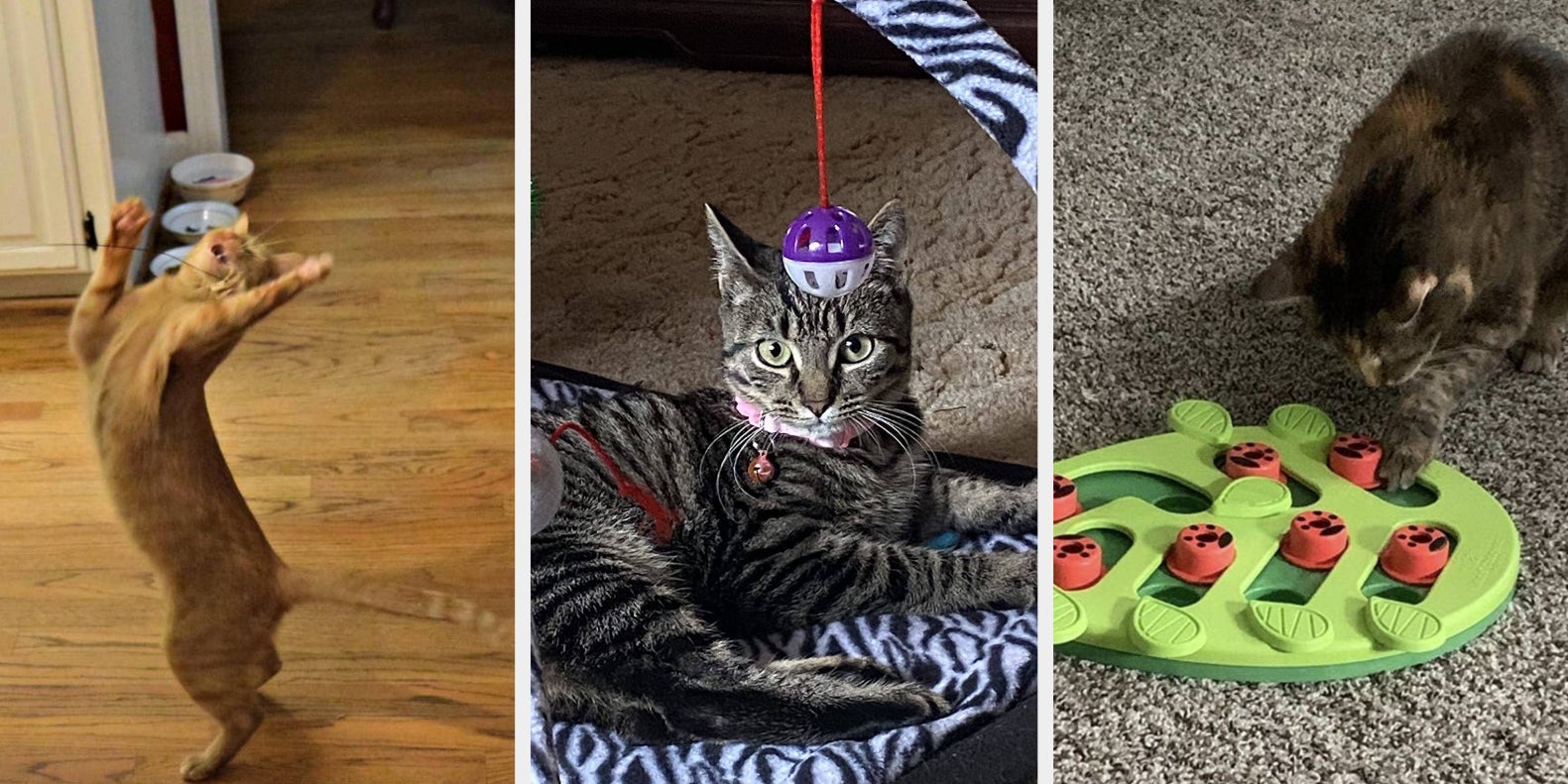 Great Toys To Buy That'll Cats Feel Less Bored