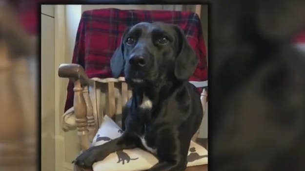 The harrowing incident, the family says, has left their beloved dog Bluebell with exhibited signs of stress after being "horrified" by the ordeal.