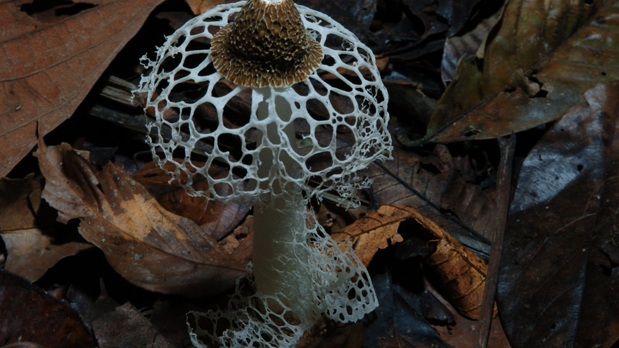 A cool mushroom with holes in the top