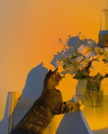 reviewer image of their cat illuminated by the yellow hued light