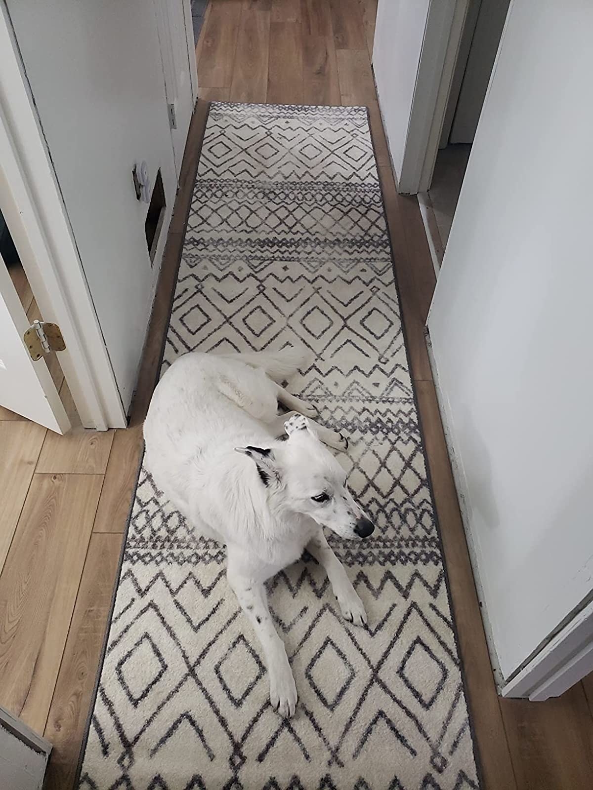 Reviewer image of their dog on the rug in the hallway