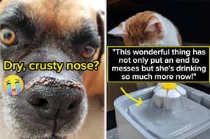 L: dog with crusty nose R: cat poking a water fountain with its paw and reviewer quote on image "this wonderful thing has not only put an end to messes but she's drinking so much more now"