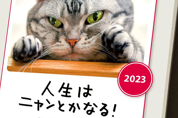 週めくり猫2022  個性派猫のポートレイトカレンダー写真５３点
