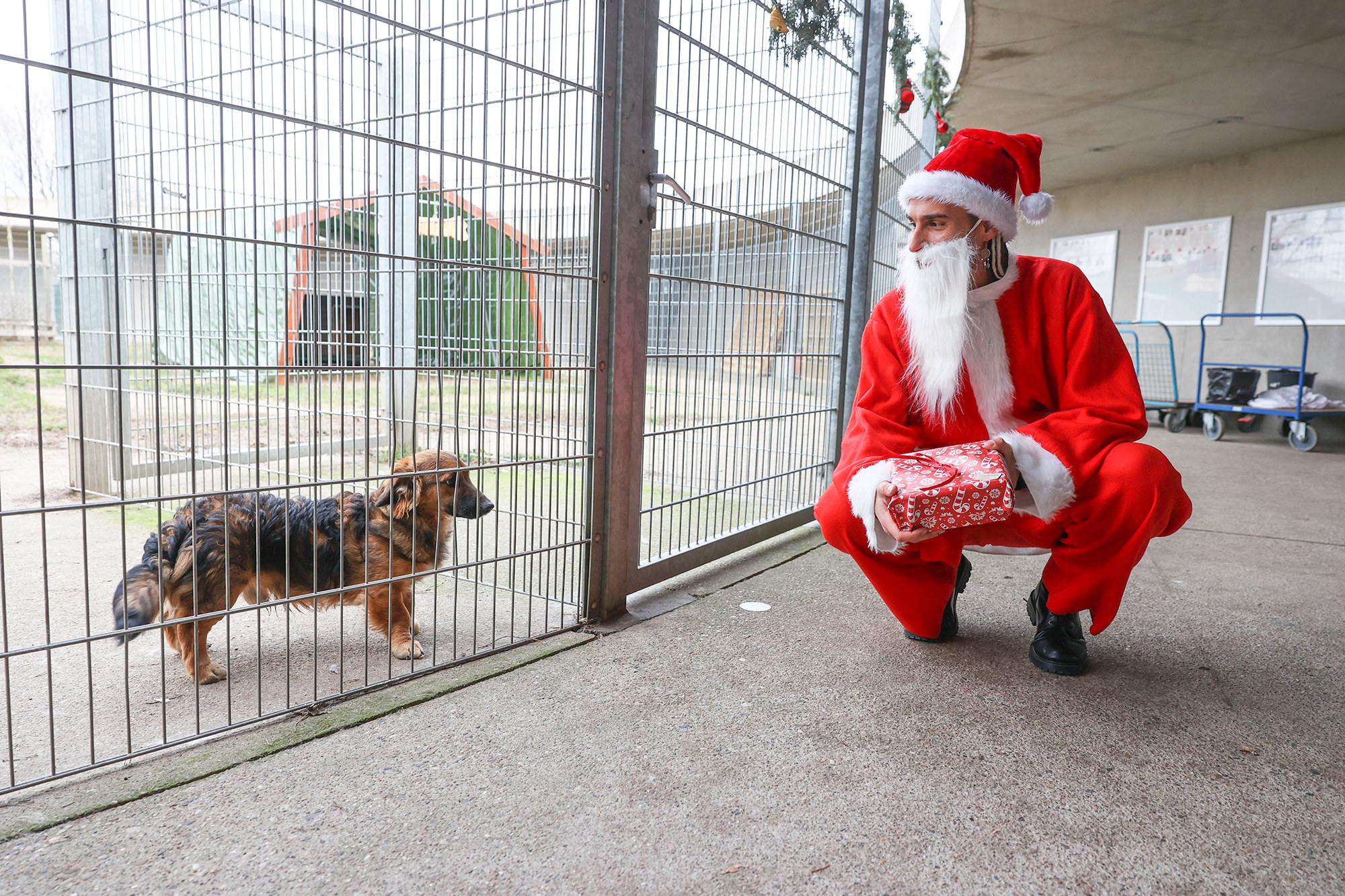Here's A Look At The Vast World Of Santas And Animals