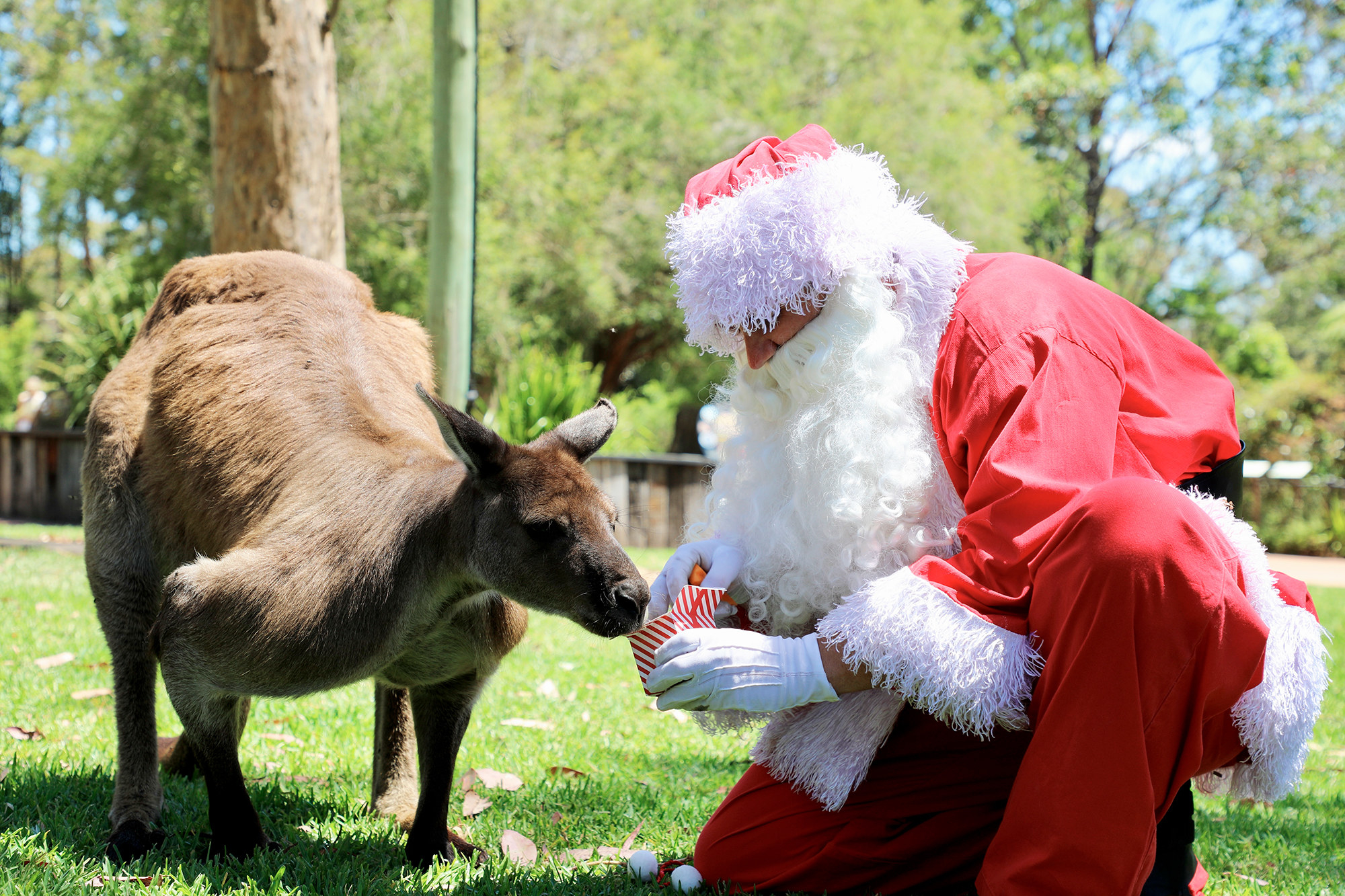 Here's A Look At The Vast World Of Santas And Animals