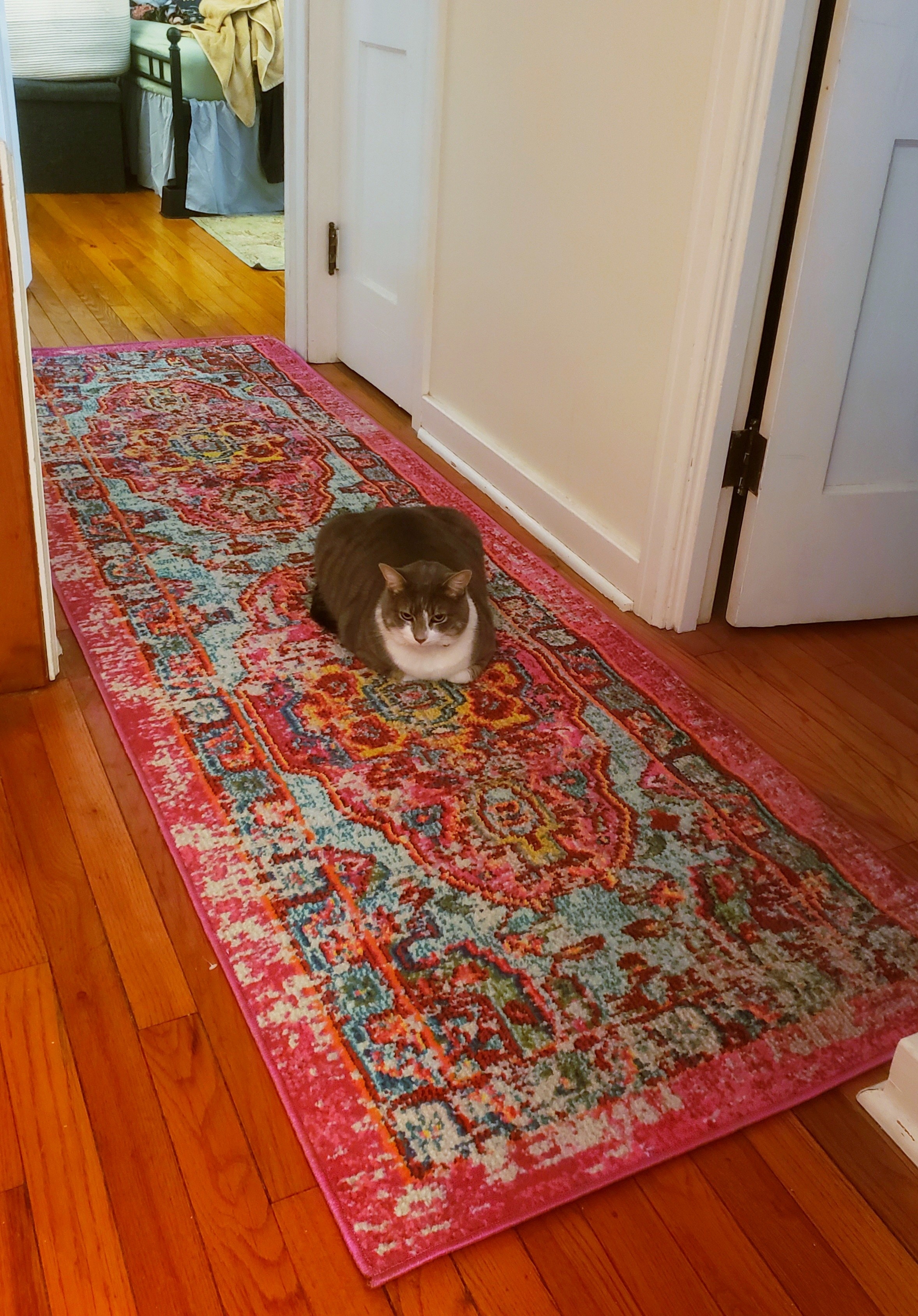 the rug in reviewer&#x27;s hallway with tabby cat sitting on it