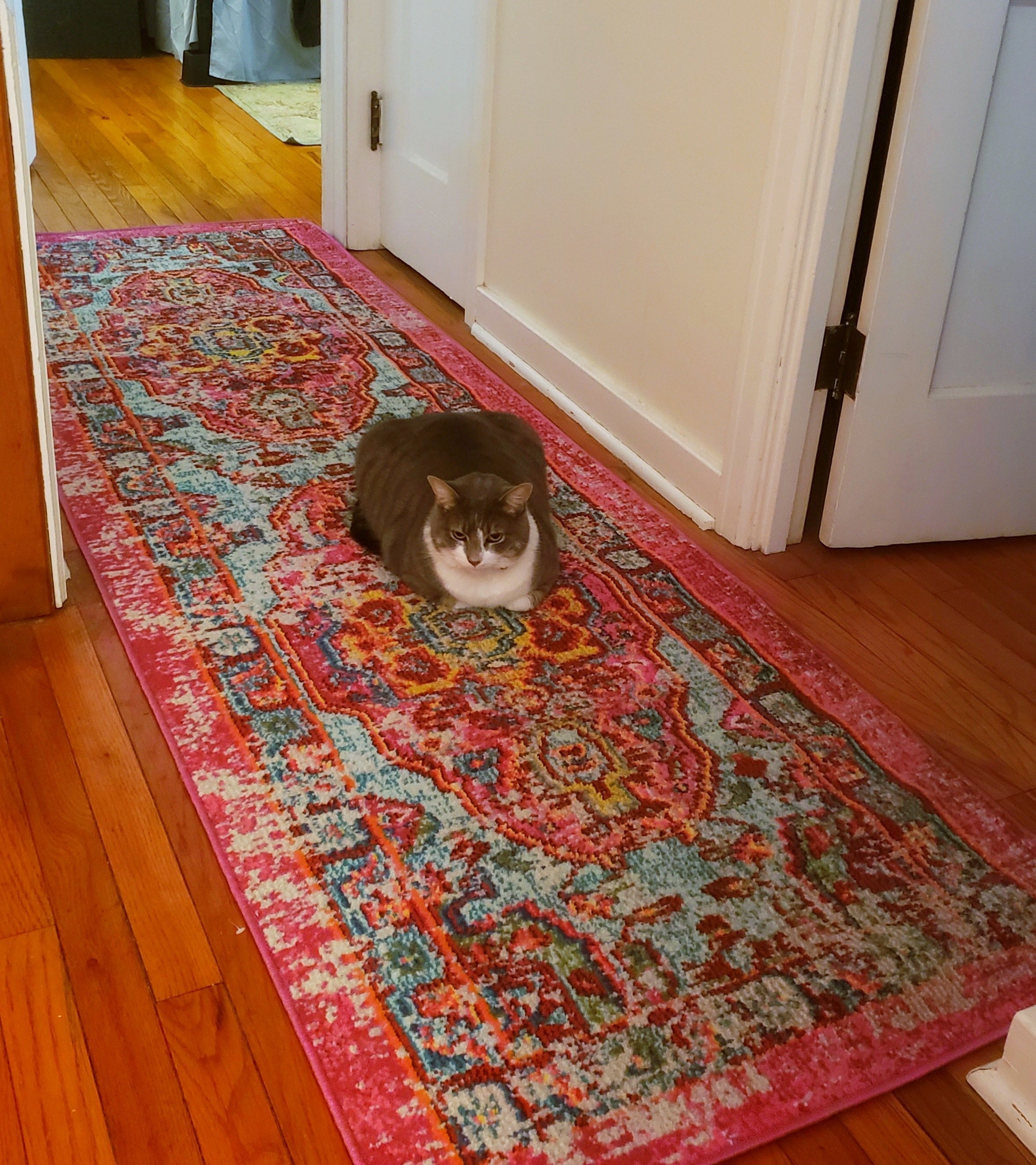 the rug in reviewer&#x27;s hallway with tabby cat sitting on it