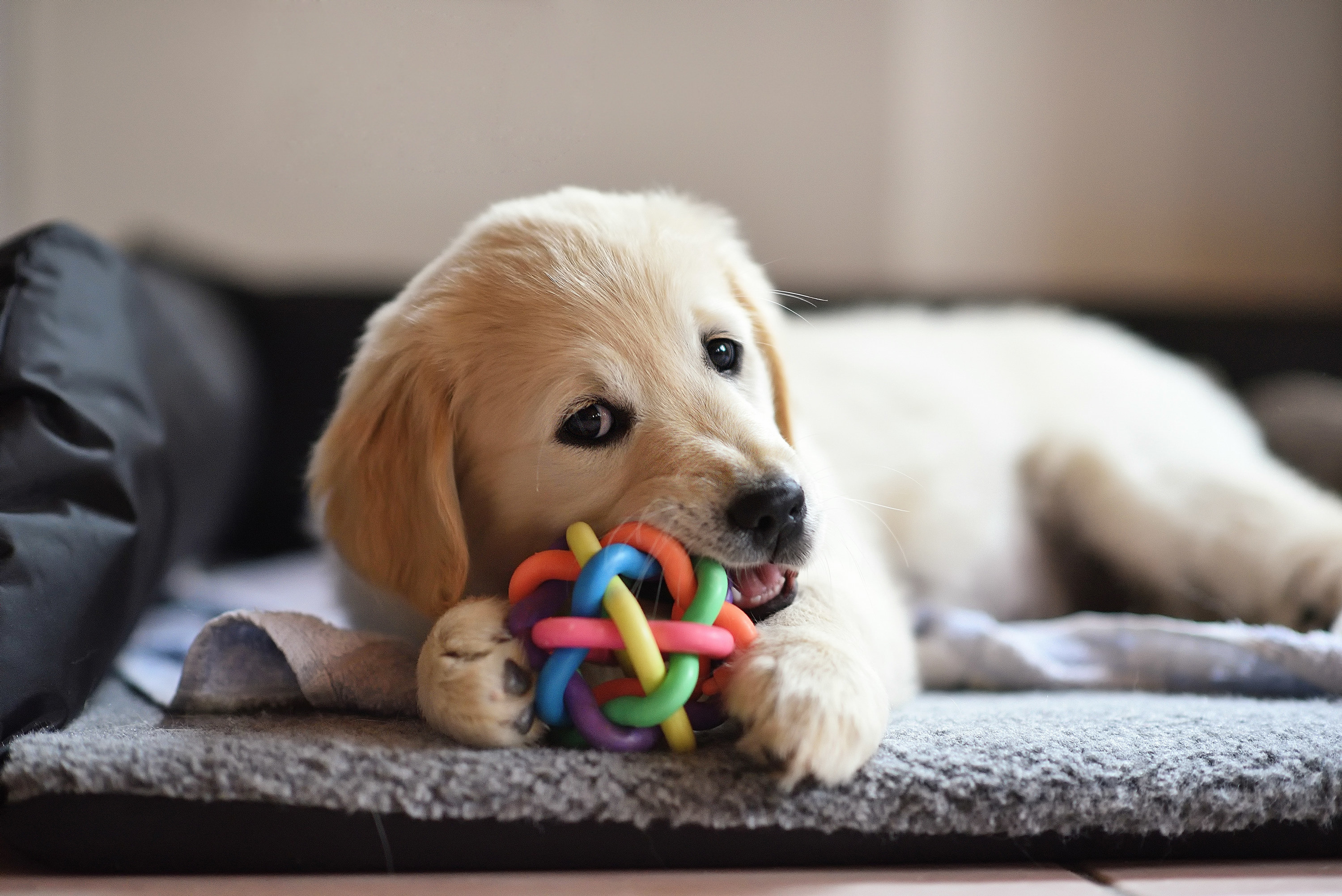 Puppy playing with toy