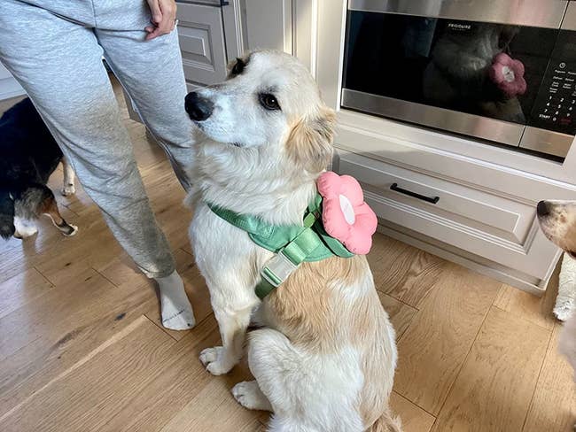 dog wears pink flower harness