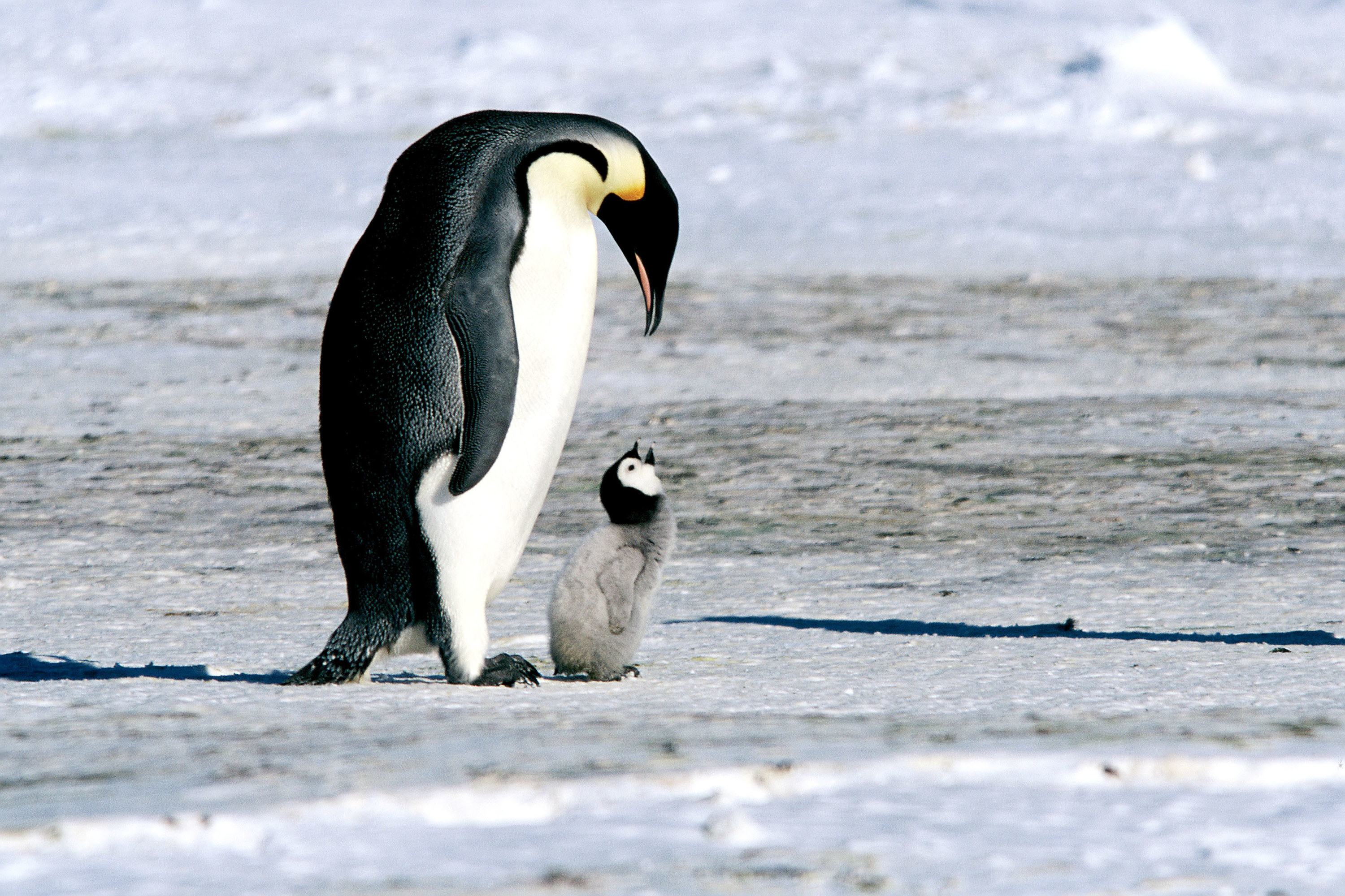 An adult and a baby penguin