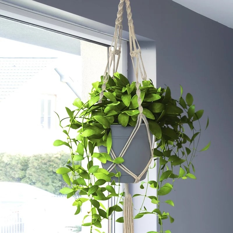 Plant hanging