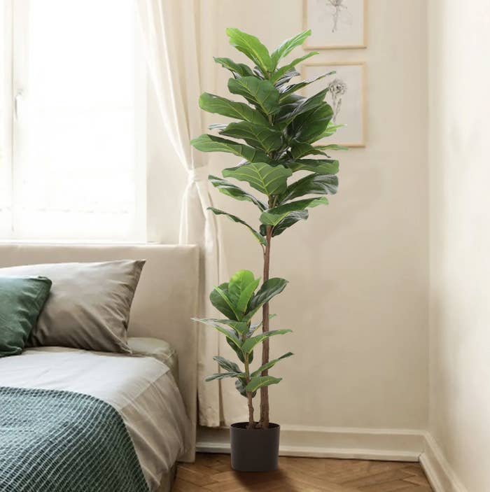 the fiddle leaf fign tree