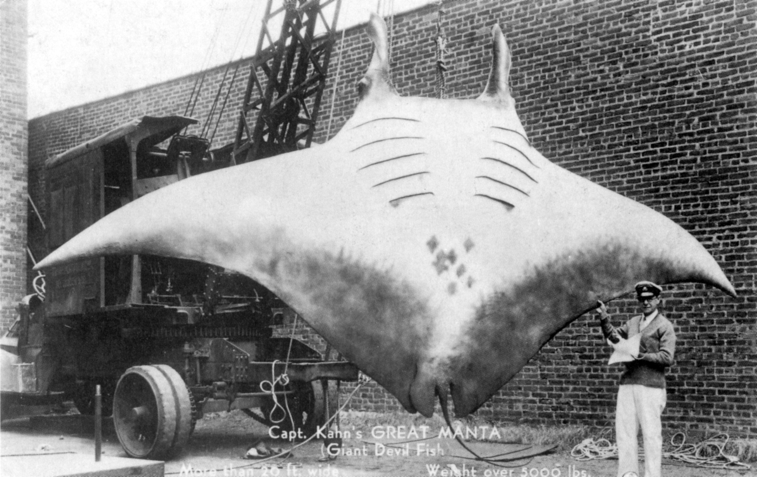 A man stands next to a huge manta ray