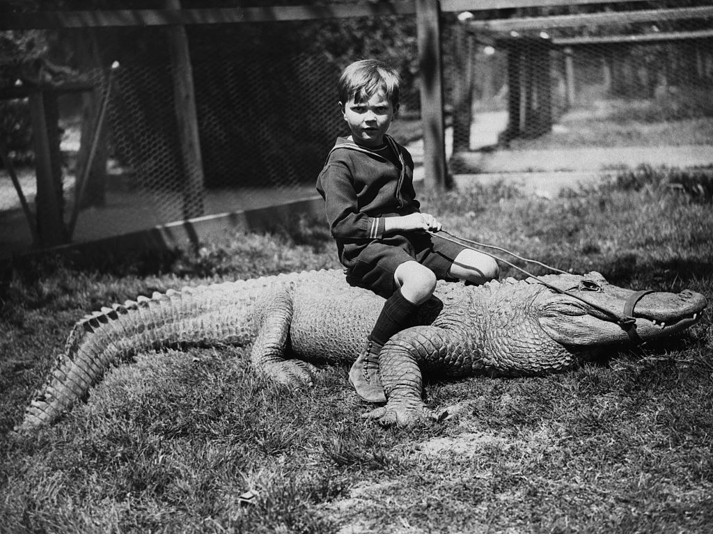 A small child sitting on an alligator on the grass and holding a muzzle attached to its mouth