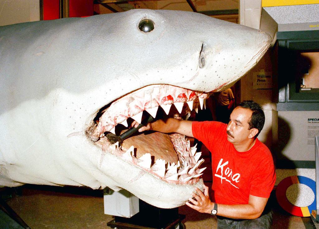 A man with his harm in the shark&#x27;s mouth, cleaning the &quot;gums&quot;