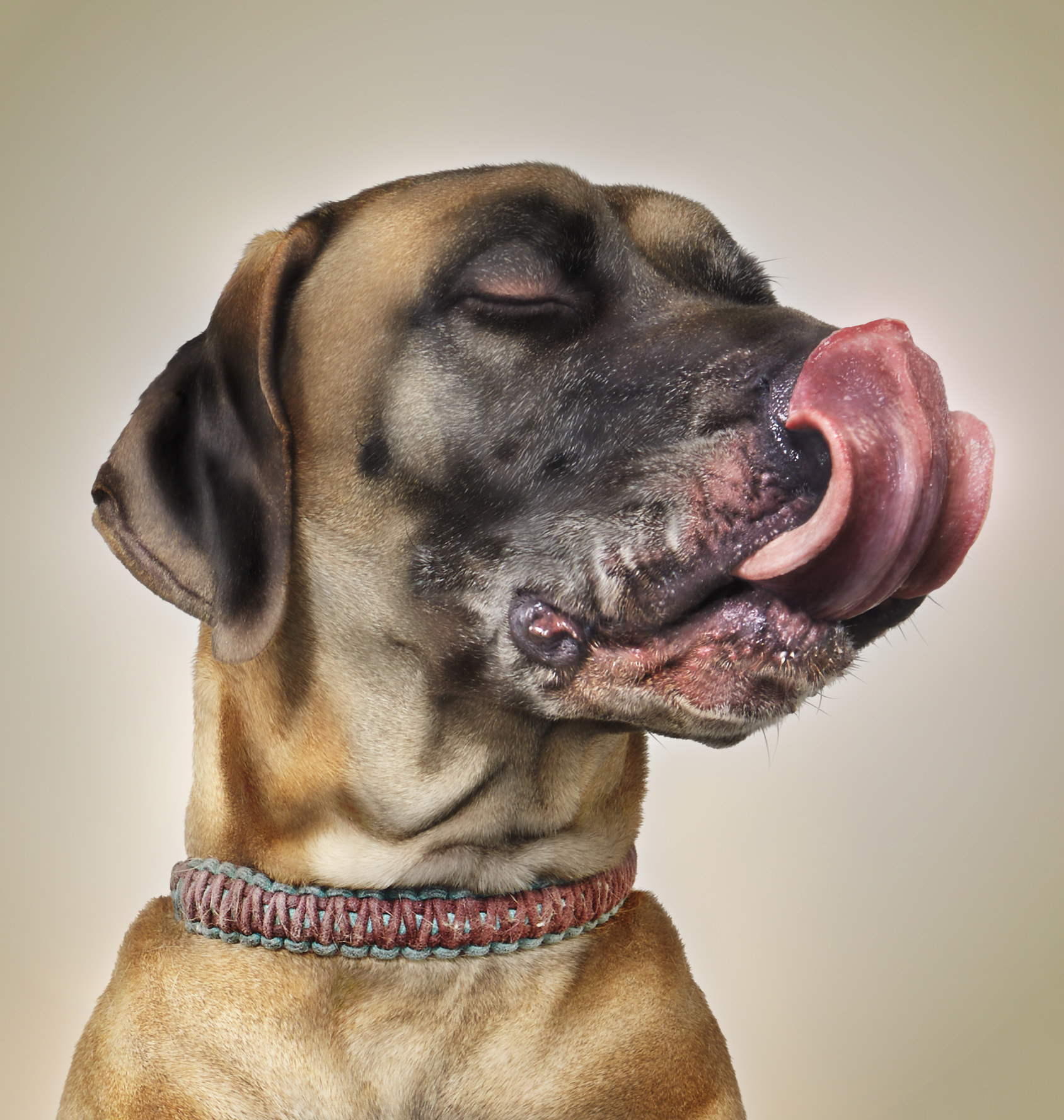 A dog licking its chops