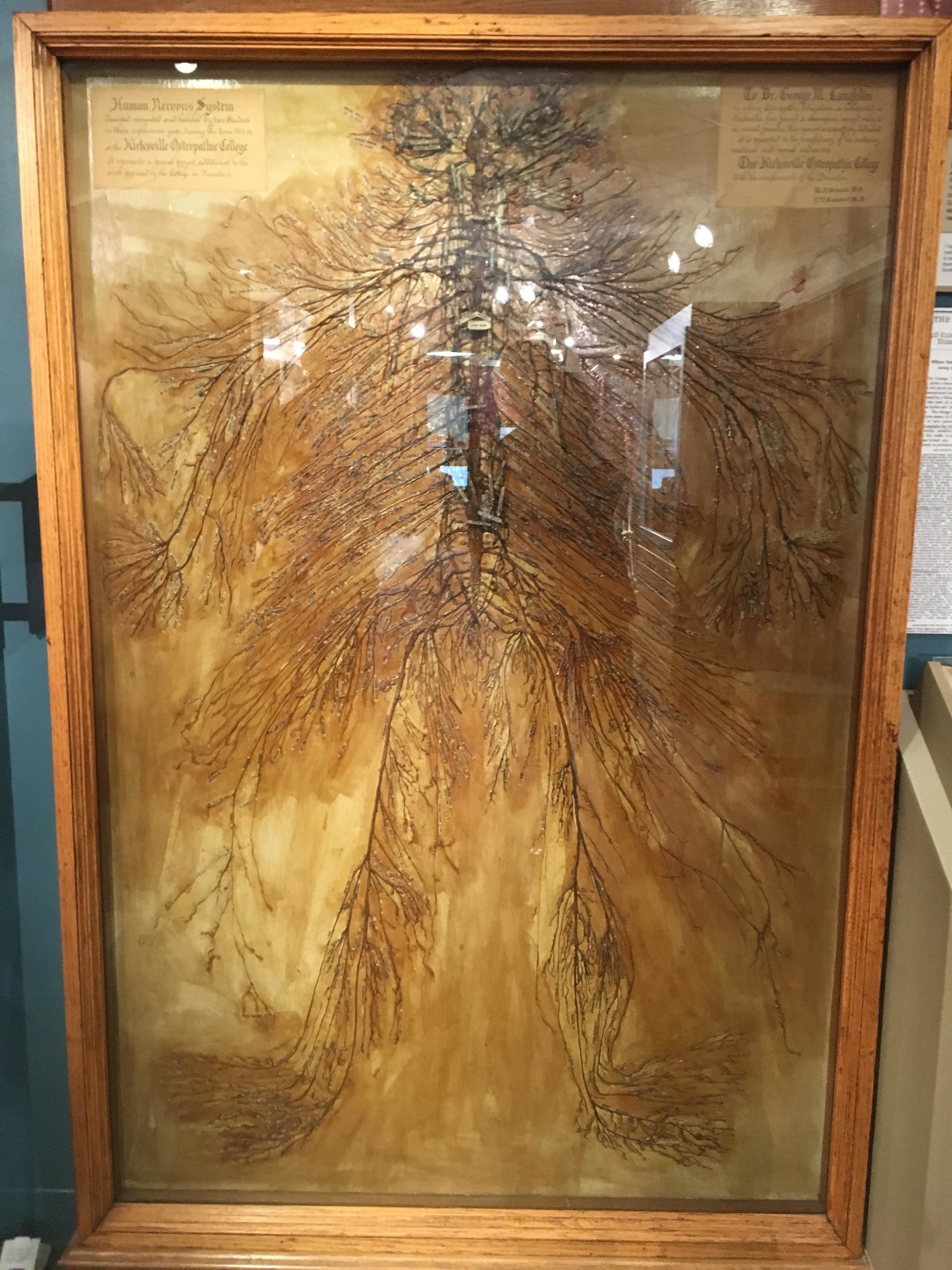 A framed image of the branches of the nervous system following the shape of a human body