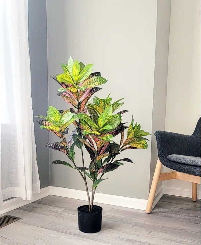 Plant inside indoor